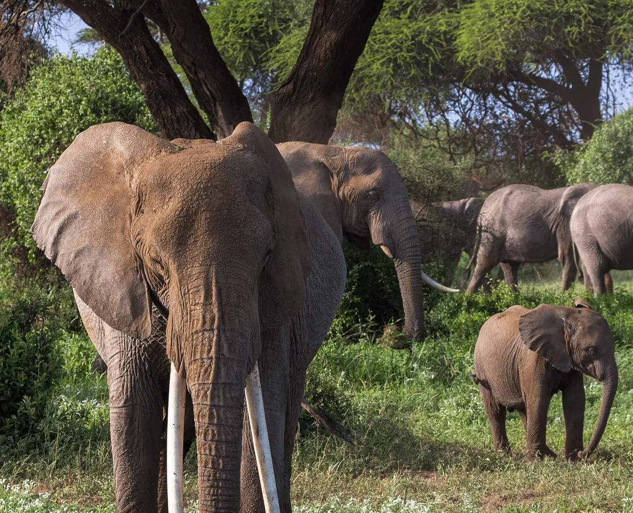 Wooden canoe floating between dense mangrove roots